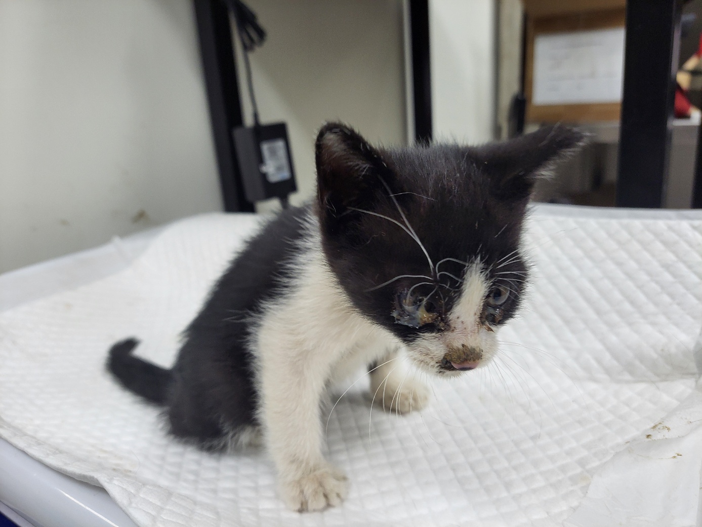 종료(기증) 한국 …